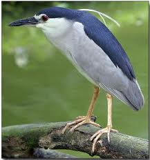 night heron