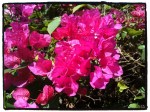 bouganvillia