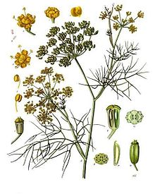 Fennel plant botanical