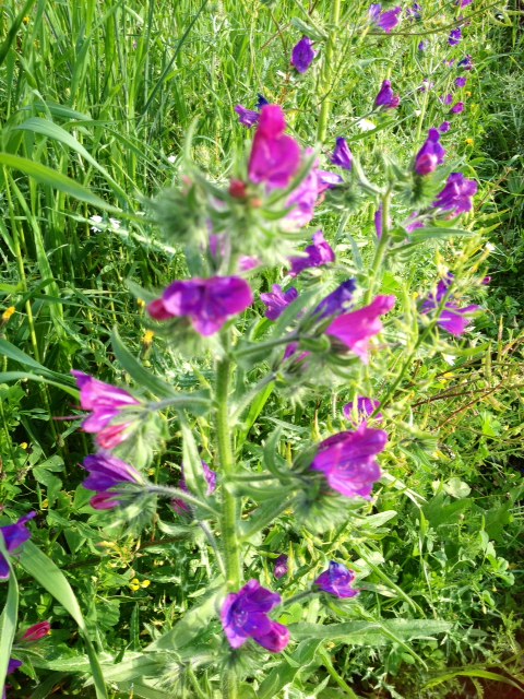 Wild Viper's bugloss