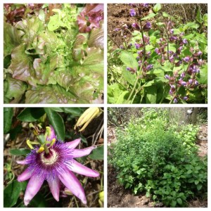 Herbs & flowers at La Rosilla