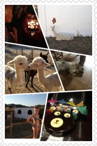 Alpaca Adventure La Rosilla