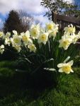 daffs