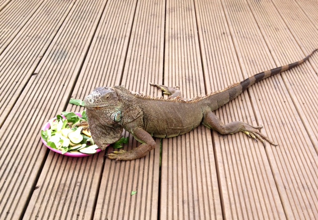 Mariposario Benlamadena